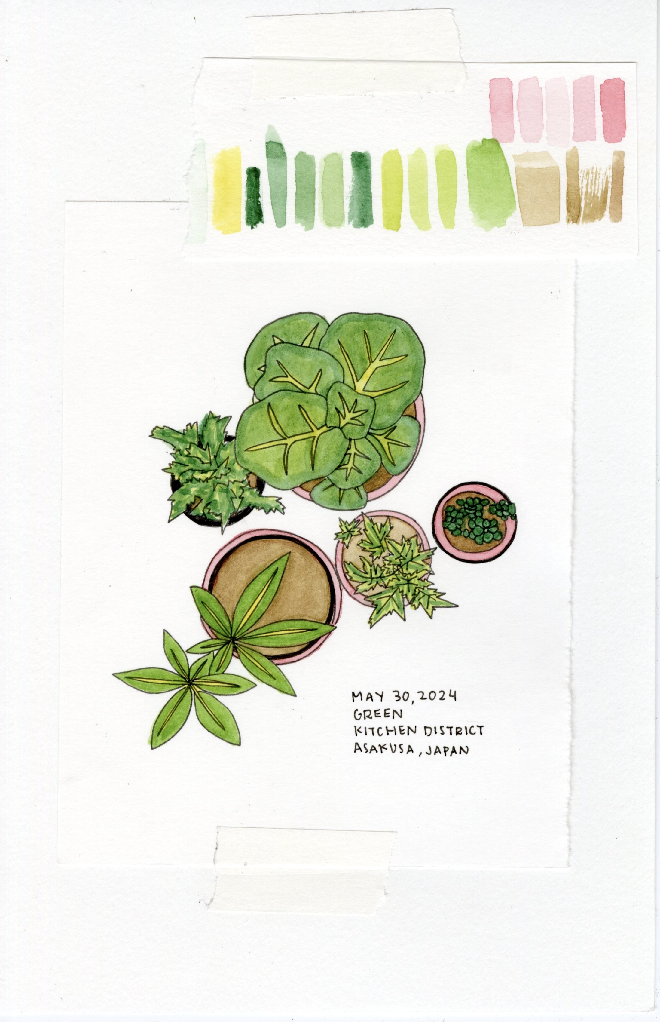 Plants