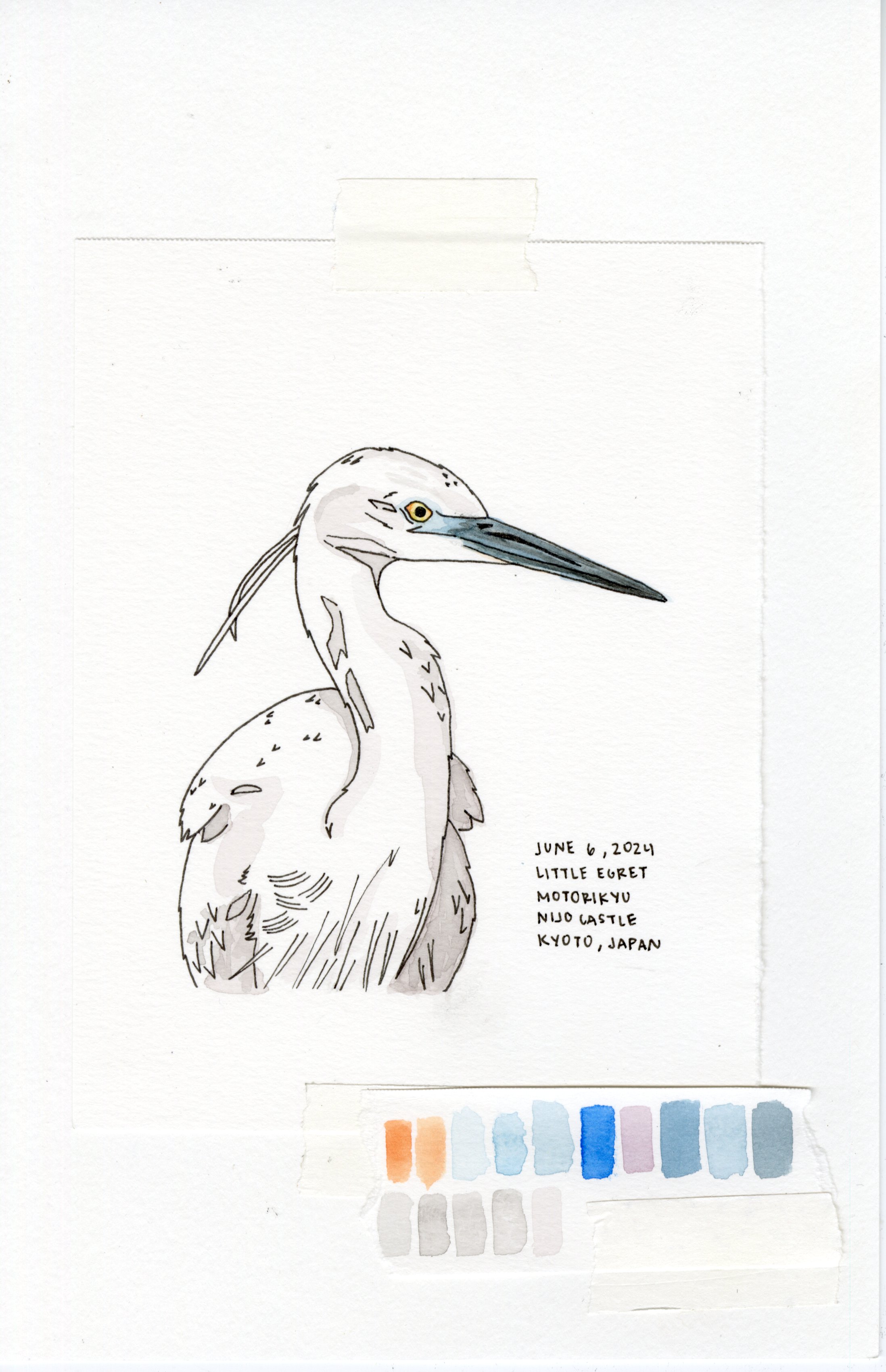 Little Egret