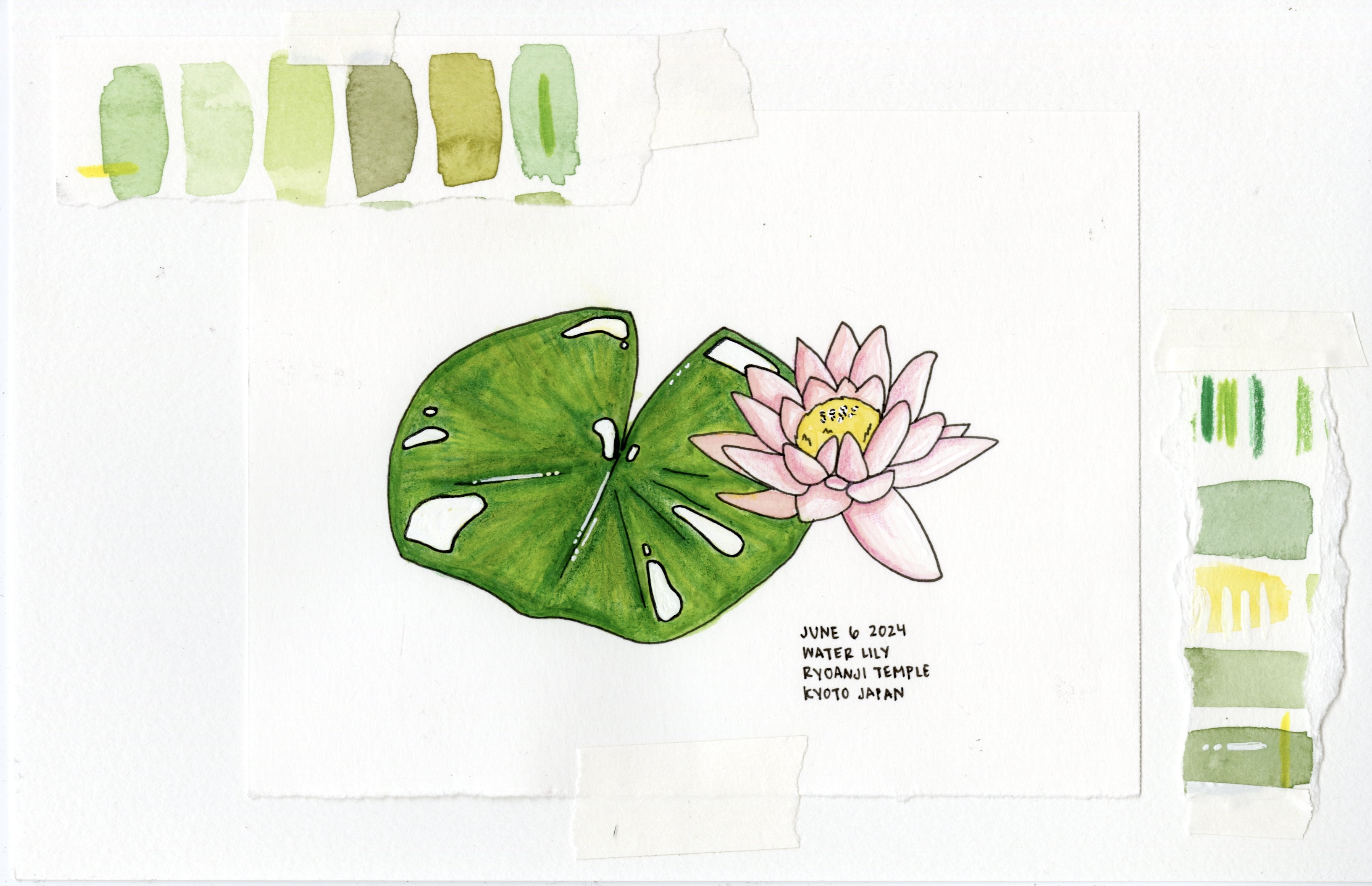 Water Lily