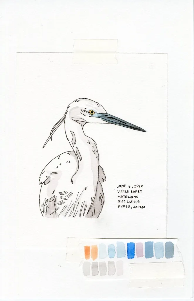 Little Egret