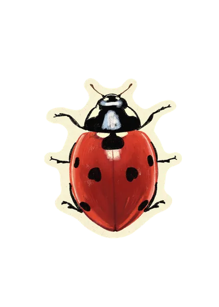 Ladybug sticker